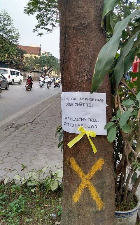 Cộng[-]đồng[-]mạng[-]tìm[-]cách[-]"cứu"[-]6.700[-]cây[-]xanh[-]Hà[-]Nội
